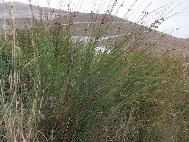Juncus da confermare